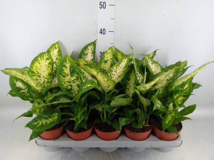 <h4>Dieffenbachia  'Compacta'</h4>