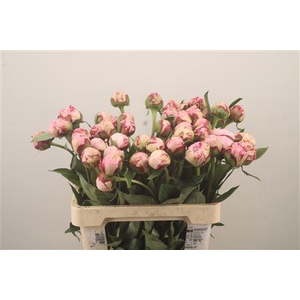 Paeo L Sarah Bernhard Pink