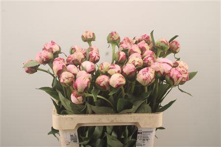 <h4>Paeo L Sarah Bernhard Pink</h4>