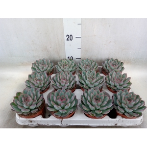 Echeveria  'Apus'