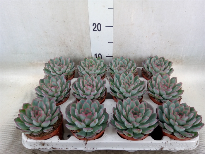 <h4>Echeveria  'Apus'</h4>