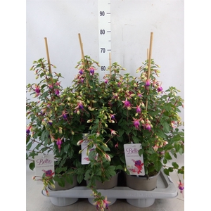 Fuchsia  'Bella Fuchsia Nora'