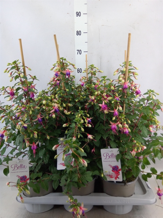 <h4>Fuchsia  'Bella Fuchsia Nora'</h4>