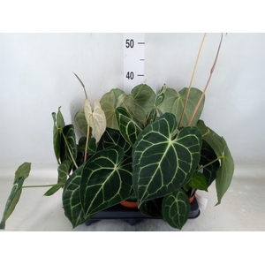 Anthurium clarinervium