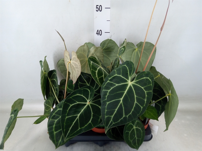 <h4>Anthurium clarinervium</h4>