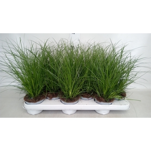 Carex brunnea