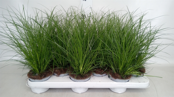<h4>Carex brunnea</h4>