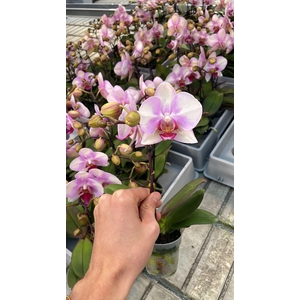 arr8 Phal Diva 2 Tak