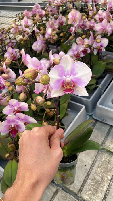 <h4>Phal Diva 2 Tak</h4>