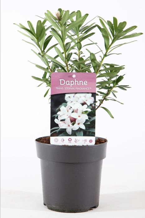 <h4>Daphne tr. 'Eternal Fragrance'®</h4>