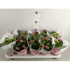 Kalanchoe blos.   ..mix 6