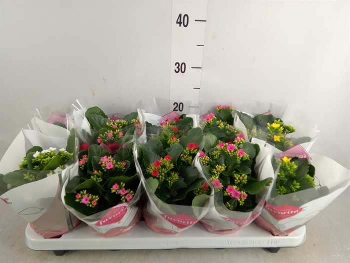 <h4>Kalanchoe blos.   ..mix 6</h4>