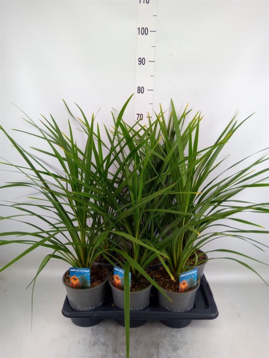 <h4>Cordyline austr. 'Red Star'</h4>
