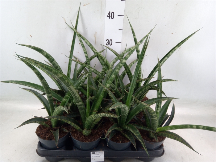 <h4>Sansevieria trifa.   ...</h4>