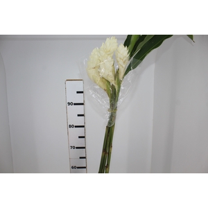 ALPINIA BRANCA PENDENTE