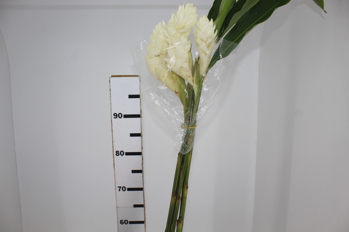 <h4>ALPINIA BRANCA PENDENTE</h4>