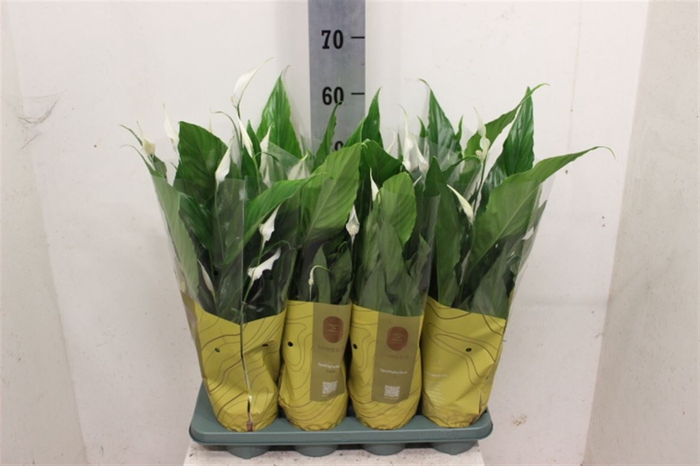 <h4>Spathiphyllum 'Sweet Chico'</h4>