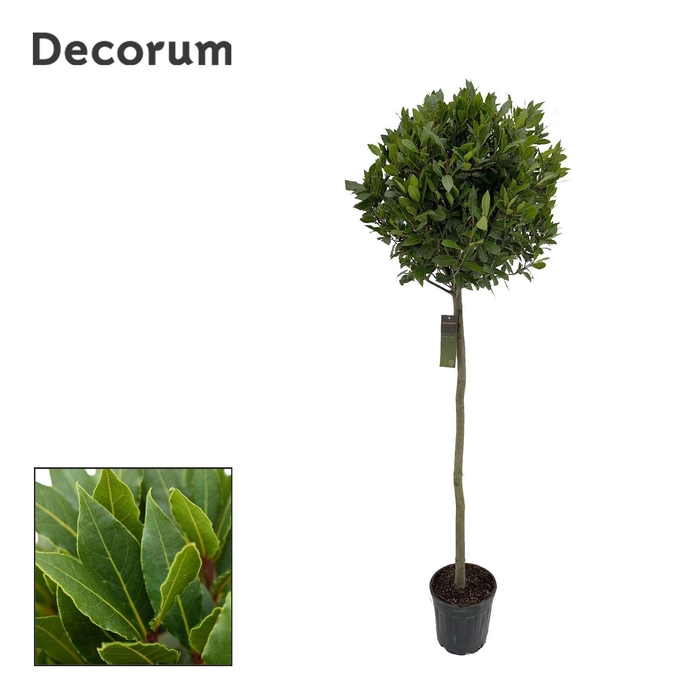 Laurus nobilis Bol op stam