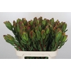 Leucadendron Laurel Yellow