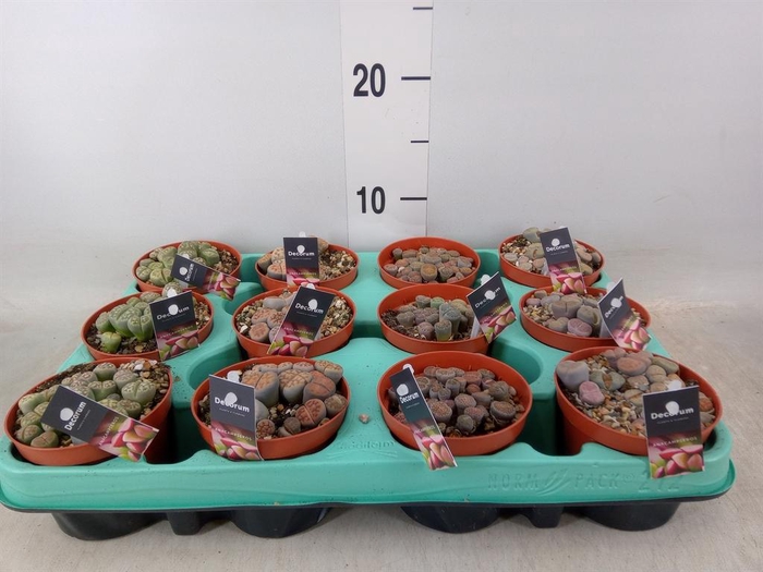 <h4>Lithops sp.</h4>
