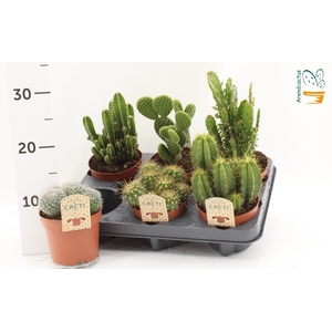 CACTUS GEM