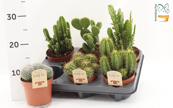 <h4>CACTUS GEM</h4>