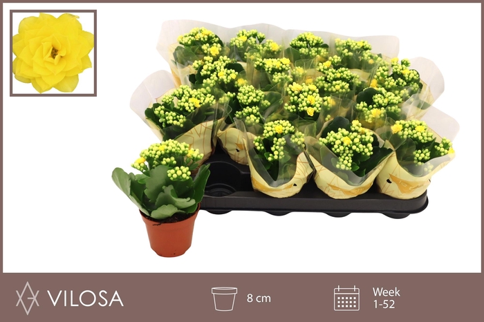 <h4>Kal Ge Nolin Yellow</h4>