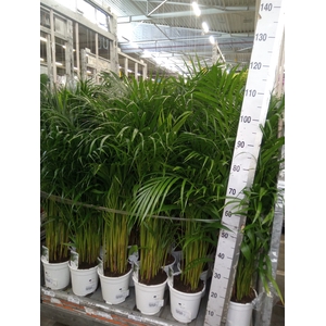 Dypsis lutescens   ...Chrysalidoca