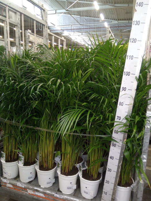 <h4>Dypsis lutescens   ...Chrysalidoca</h4>