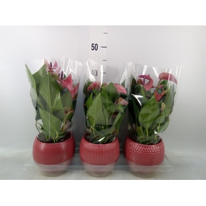 Anthurium andr. 'Pure Purple'