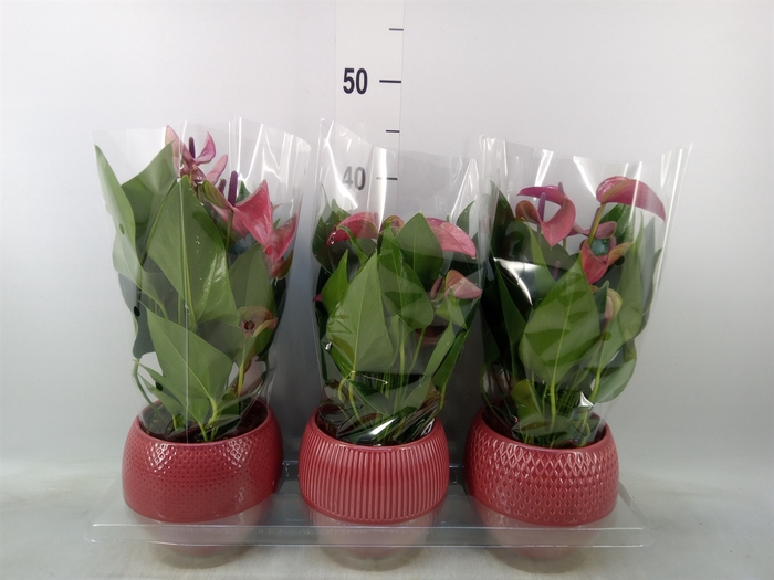 <h4>Anthurium andr. 'Pure Purple'</h4>