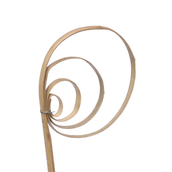 <h4>Cane Coil Natural</h4>