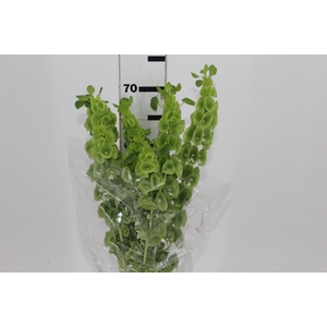 MOLUCCELLA 070 CM