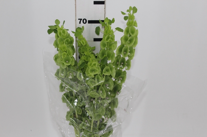 <h4>MOLUCCELLA 070 CM</h4>