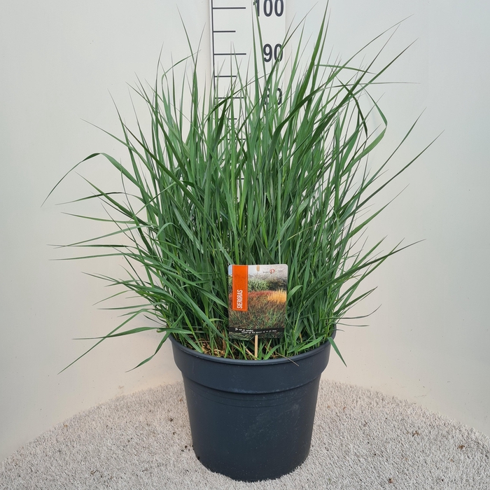 <h4>Panicum Vir. Prairie Sky P40</h4>