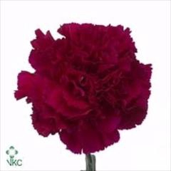 <h4>Di St Golem</h4>