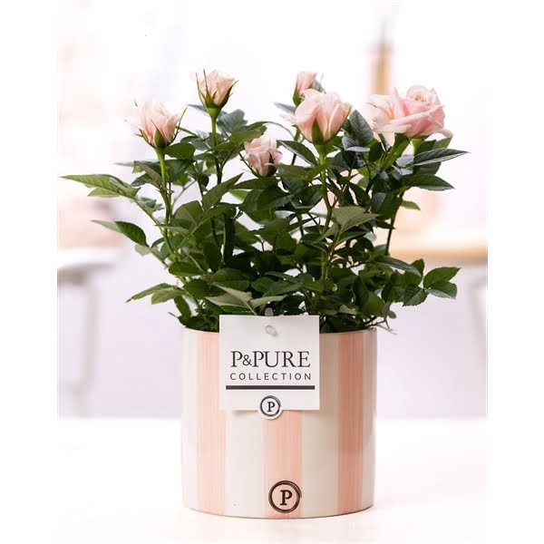 <h4>Rosa light pink in P&PURE Eline2 ceramics pink</h4>