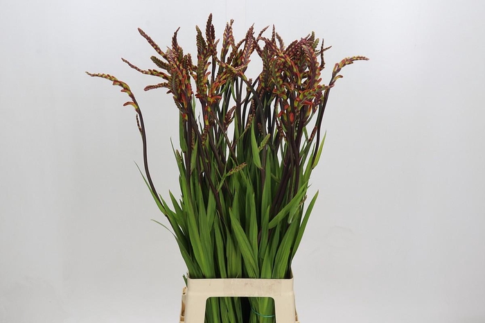 <h4>Chasmanthe Saturnus</h4>