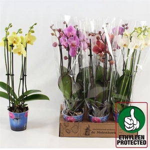 Phalaenopsis   ...mix  4