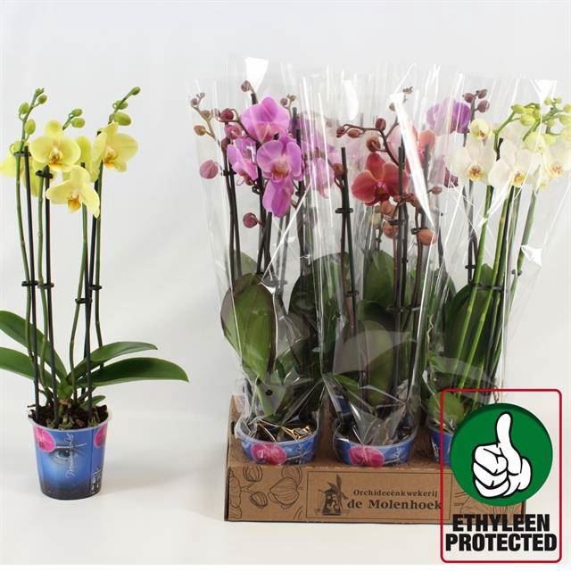 <h4>Phalaenopsis   ...mix  4</h4>