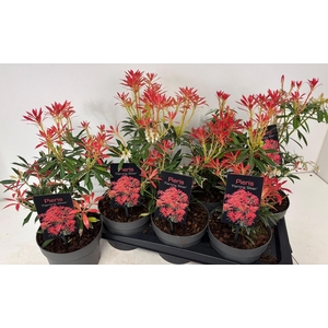 PIERIS FLAMING SILVE