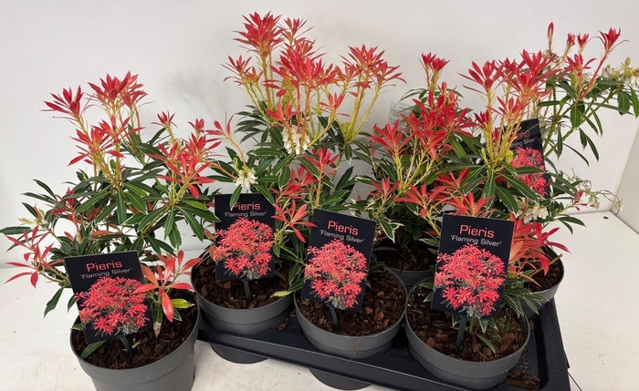 <h4>PIERIS FLAMING SILVE</h4>