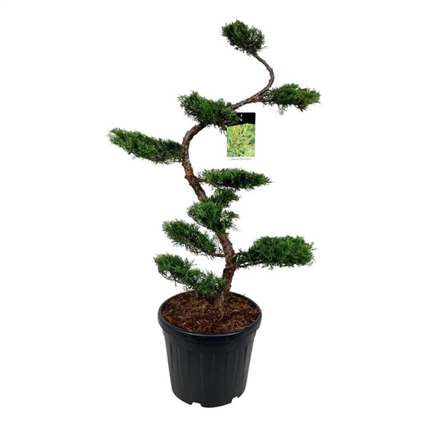 <h4>Juniperus pf. 'Pfitzeriana Aurea'</h4>