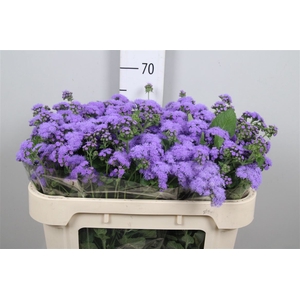 Ager H Blue Horizon