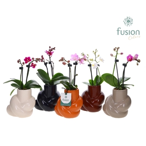 Keramiek pot met Phalaenopsis