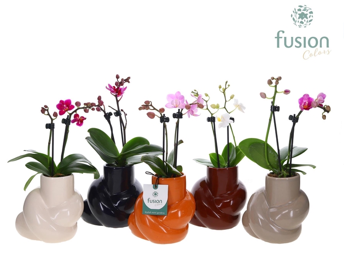 <h4>Keramiek pot met Phalaenopsis</h4>
