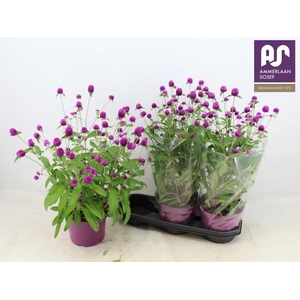 GOMPH GL PURPLE DOTS