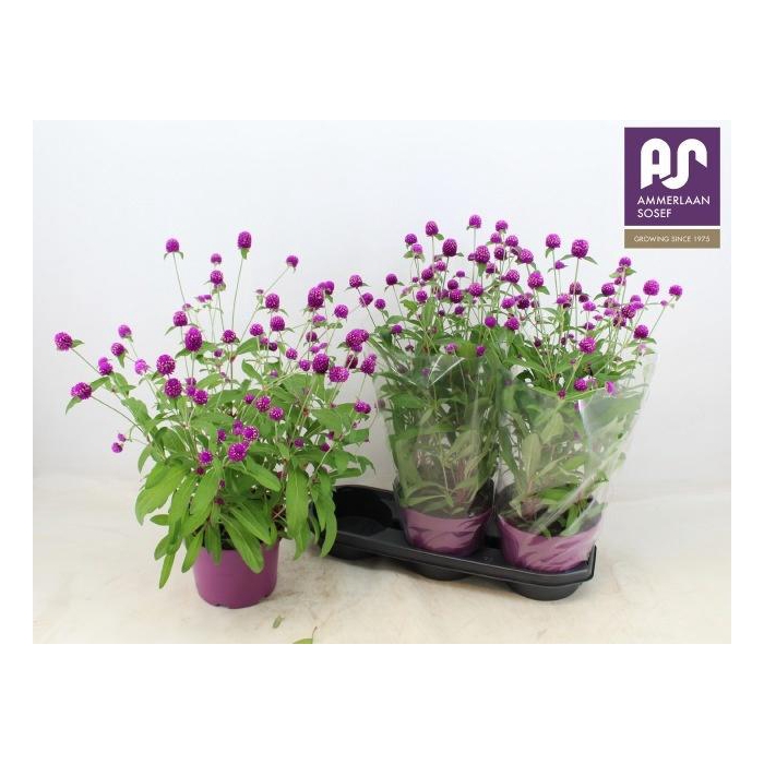 <h4>GOMPH GL PURPLE DOTS</h4>