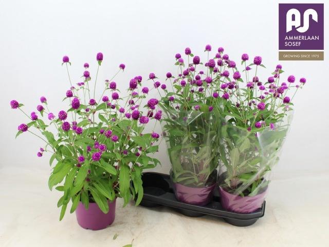 <h4>GOMPH GL PURPLE DOTS</h4>