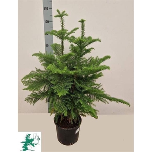 Araucaria heterophylla